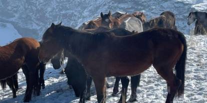 Kars'ta 15 atı ayaklarından vurdular