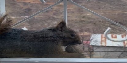 Aç kalan sincaplar pencerelere misafir oluyor