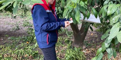 Narenciye bahçeleri kontrol edildi