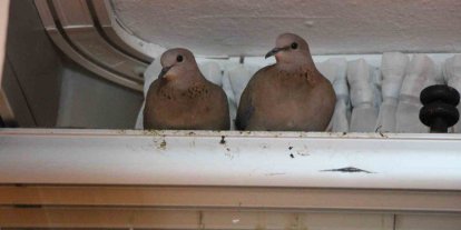 Kışın ortasında balkon camını kapatmıyorlar, nedeni ise çifte kumrular