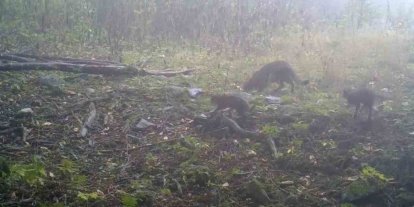 Uludağ’da sisler arasında anne yaban kedisi ve yavruları görüntülendi