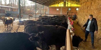 Kütahya’da teslim edilen büyükbaş hayvanların kontrol ve muayeneleri yapıldı