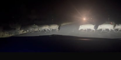 Yolun karşısına geçen domuz sürüsü şaşırttı