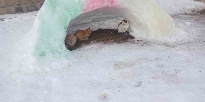 Diyadin’de hayvanlara kardan barınak