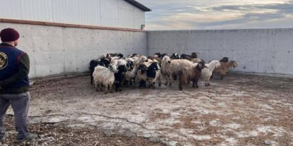 Çalınan koyunlar jandarma tarafından bulundu