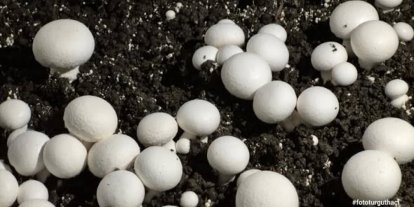 Öğrencilerin yetiştirdiği kültür mantarı hasadı yapıldı