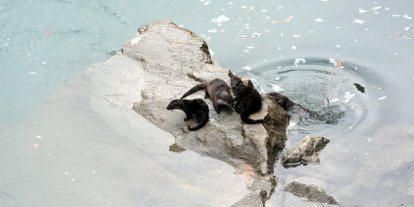 Fırat Nehri’nde 4 su samuru görüntülendi