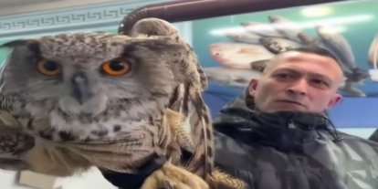 Erzincan’da soğuktan bitkin düşen baykuş vatandaşların duyarlılığıyla kurtarıldı