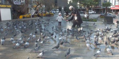 Burhaniye’de güvercinler imece ile besleniyor
