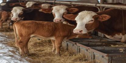 Kars'ta Hayvan Yetiştiricilerine Hayati Uyarı