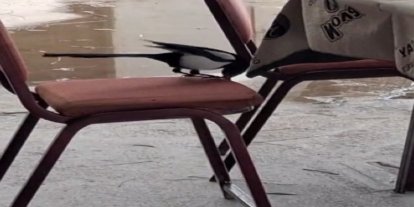 Kahvede oyun değil, saksağanın zekâsı izleniyor