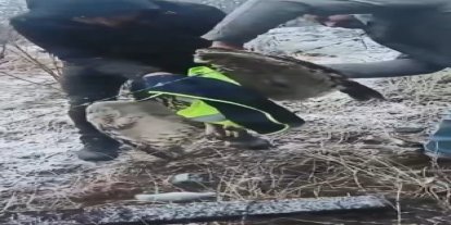 Ardanuç’ta tellere takılan baykuşu İl Özel İdaresi ekipleri kurtardı