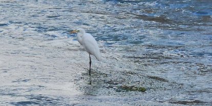 Tohma Çayı’nı mesken tutan balıkçıl kuşu ilgi görüyor