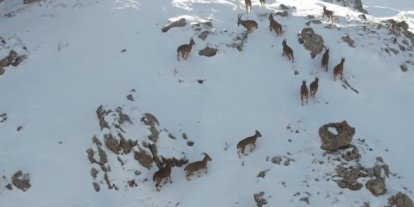 Erzincan’da dağ keçileri karlı arazide yiyecek ararken görüntülendi
