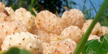 Erzincan’da kapama dut bahçesi kurulacak: Üreticiye yüzde 50 hibe