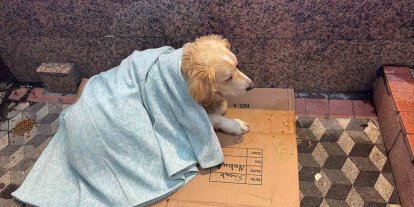 Üşüyen köpeğe yeni aldığı yorganı örten esnaf yürekleri ısıttı
