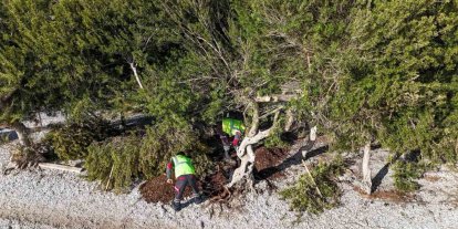 Akbük’te devrilen ağaç yerine dikildi