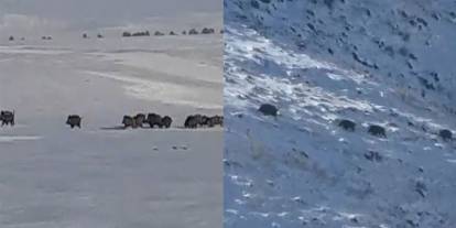 Kars’ta aç kalan yaban domuzları yerleşim yerlerine indi