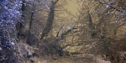 Sinop’ta ağaç devrildi