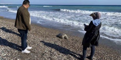 Erdemli sahilinde üzücü manzara: 2 günde 2 caretta caretta telef oldu
