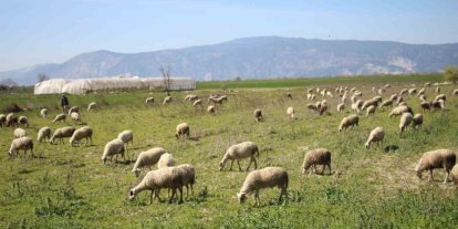 Söke’de yetiştiricilere destekleme icmali uyarısı