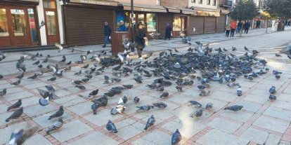 Soğukta üşüyen kuşlar için 5 kilometrelik şefkat yolculuğu