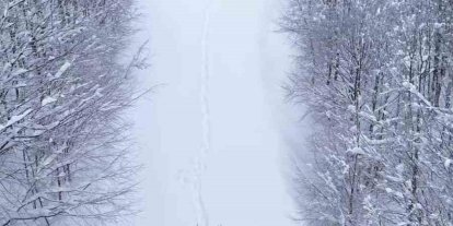 Karların arasında süzülen kızıl geyik havadan görüntülendi