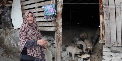 Sokak köpeği 10 yavru doğurdu, sahip çıkan kadın çaresiz kaldı