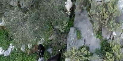 AFAD’dan keçi kurtarma operasyonu