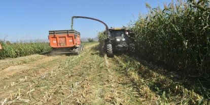 Aydın’da kaba yem üretimi artıyor