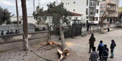 İznik’te okulların tatil olması faciayı önledi..Dev ağaç okul bahçesine devrildi