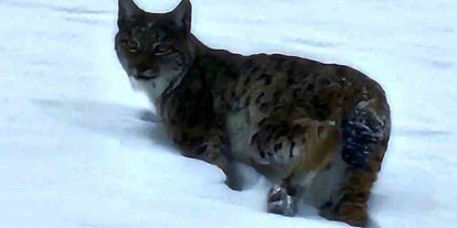 Hizan’da vaşak görüntülendi