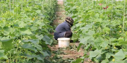 Erzincan’da kadın çiftçilere yüzde 50 hibeli sera desteği