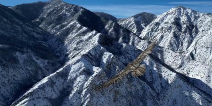 Erzurum’da sakallı akbaba dron ile görüntülendi