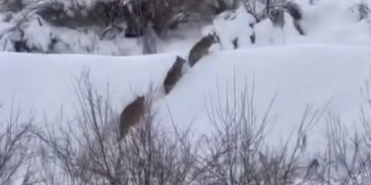 Elazığ’da kurt sürüsü görüldü