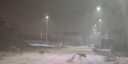 Iğdır’da kurtlar yerleşim yerlerine indi