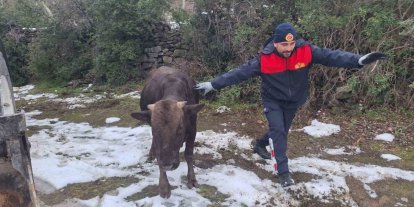 Tokat’ta su kuyusuna düşen inek kurtarıldı