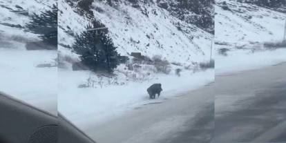Kars’ta yol kenarında ilerleyen domuz cep telefonuyla kaydedildi
