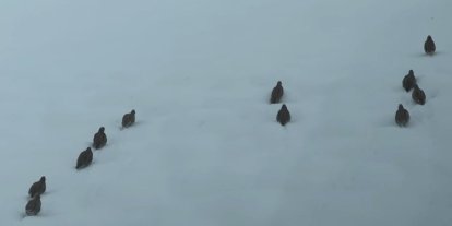 Erzincan’da keklik ve tavşan avı yasaklandı