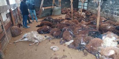 Kars’ta kurt saldırısı, 165 koyun telef oldu