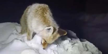 Yüksekova’da Sibirya soğukları: Tilki ayakta dondu