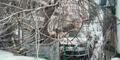 Kamyon çarptı, çınar ağacı araçların üzerine devrildi