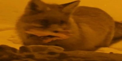 Hakkâri’de yerleşim alanına inen tilki kamerada