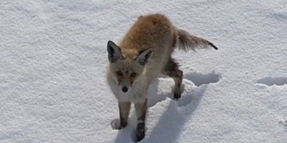 Kars’ta tilkinin dronla imtihanı: Önce baktı, sonra hızla kaçtı