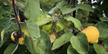 Bir yılda zirai dondan etkilenen üreticilere 54 milyon TL destek yapıldı