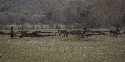 Ankara’da yılkı atları havadan görüntülendi