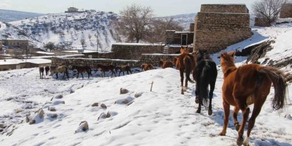 Yılkı atları fotoğrafçıların gözdesi oldu
