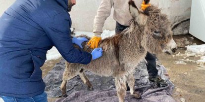 Mazıdağı Belediyesinin "sahip çıkıldı" dediği sıpa sokağa terk edildi