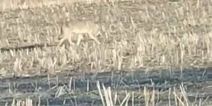 Aç kalan kurtlar yerleşim merkezine indi