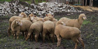 Balıkesir çiftçisine yüzde 100 hibeli damızlık desteği